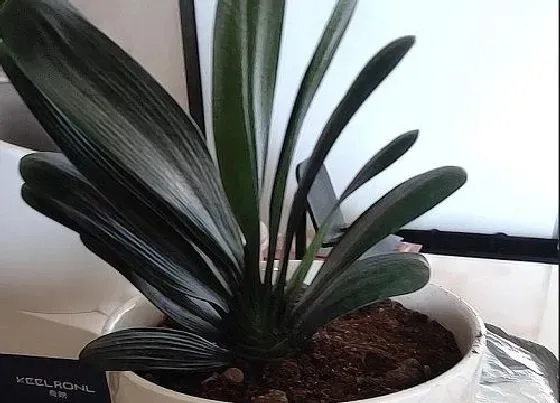 植物常识问题|君子兰不长个怎么修剪迅速恢复长势
