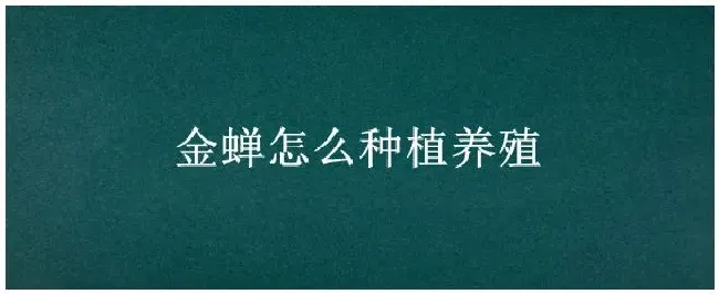 金蝉怎么种植养殖 | 农业常识