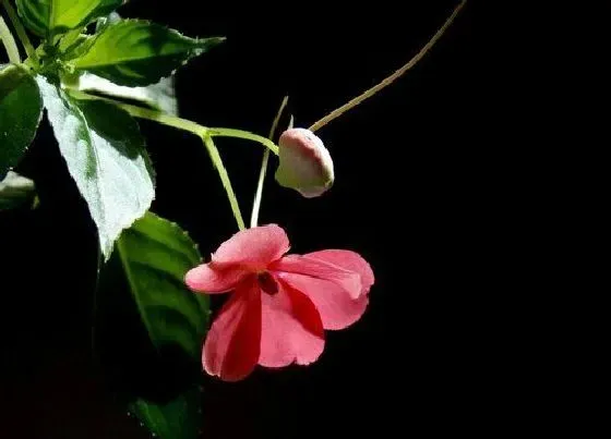 植物常识问题|水梅花和凤仙花的区别