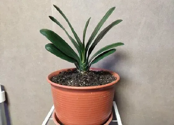 植物常识问题|刚上盆的君子兰如何浇水