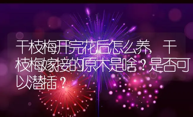 干枝梅开完花后怎么养,干枝梅嫁接的原木是啥？是否可以潜插？ | 养殖常见问题