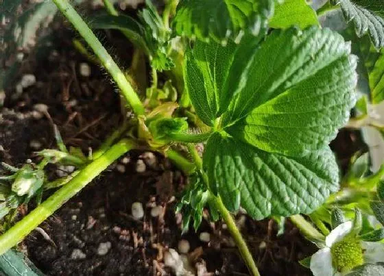 植物常识问题|草莓种植技术与管理