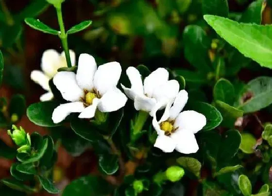 植物常识问题|栀子花品种