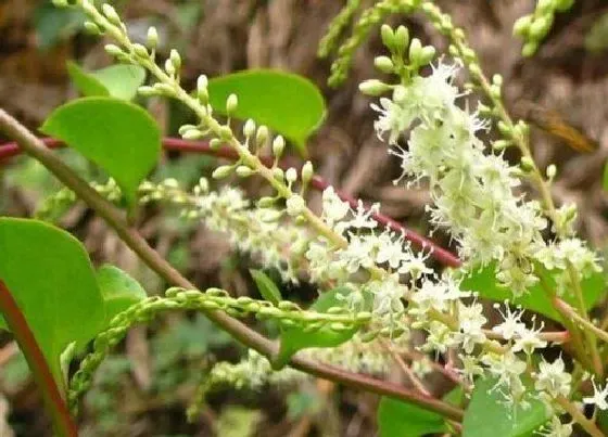 植物常识问题|藤三七如何养护避免根部腐烂