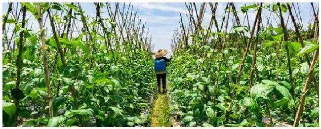 一天中给菜施肥的最佳时间 | 三农问答