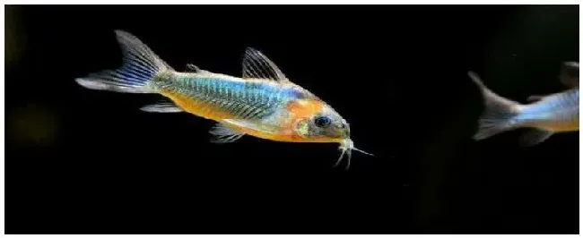 鼠鱼是不是热带鱼 | 三农问答