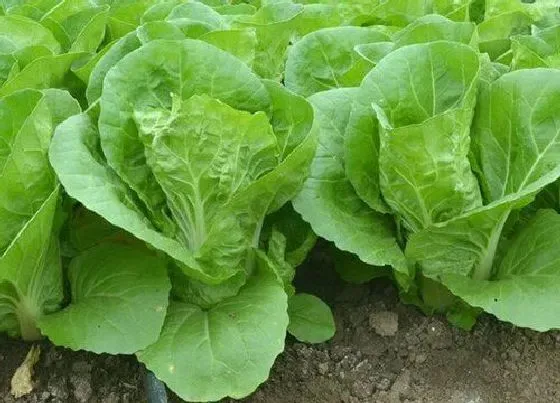 植物常识问题|四季小白菜的种植方法