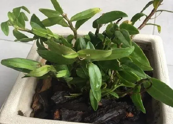 植物常识问题|石斛枯萎如何养护