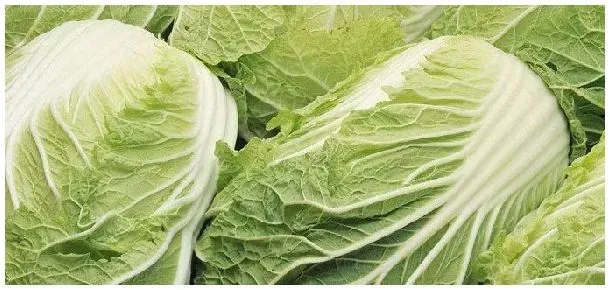 白菜软腐病特效药 | 农业问题
