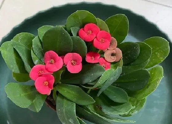 植物常识问题|虎刺梅如何自制营养水一年四季花开不停