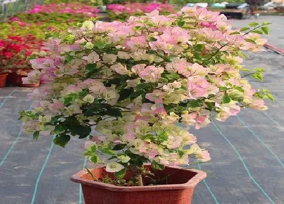 植物常识问题|三角梅如何促花  具体促花方法