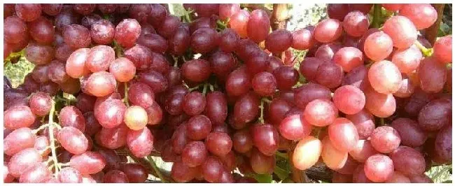 克瑞森和克伦生区别附克瑞森葡萄种植技术 | 农业问题