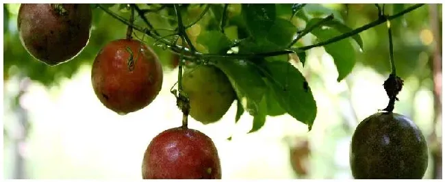 百香果的种植技术和生长环境 | 生活常识