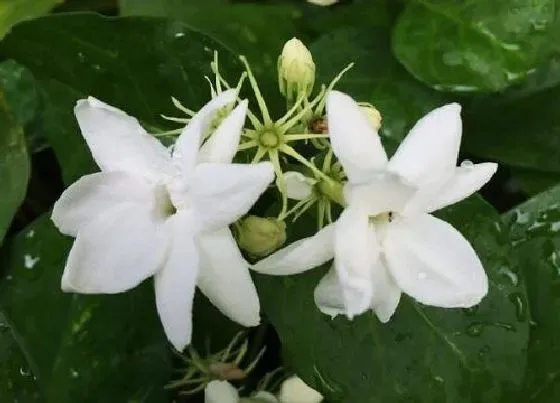 植物常识问题|茉莉夏季怎么养长势喜人