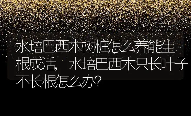 水培巴西木树桩怎么养能生根成活,水培巴西木只长叶子不长根怎么办？ | 养殖常见问题