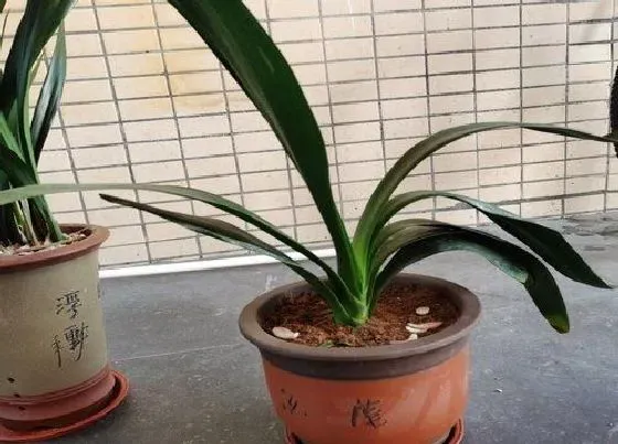 植物常识问题|刚上盆的君子兰如何浇水