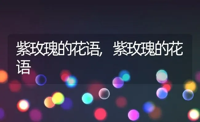 紫玫瑰的花语,紫玫瑰的花语 | 养殖常见问题