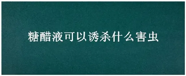 糖醋液可以诱杀什么害虫 | 农业问题