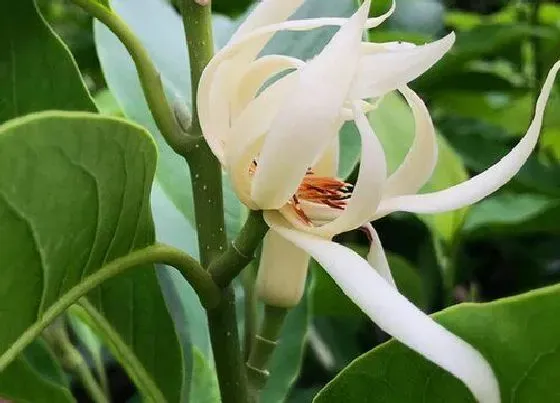 植物常识问题|中国十大最香的花排名 什么花最香最美