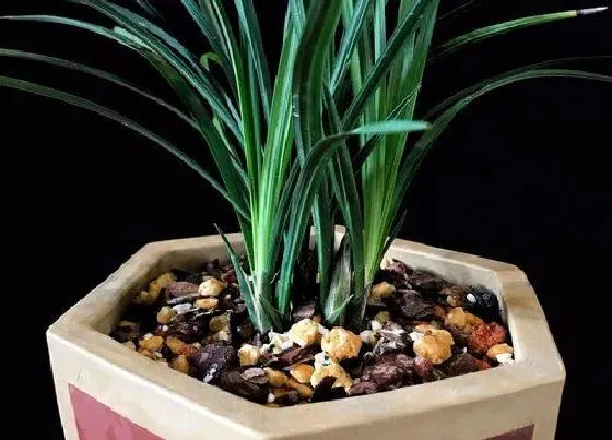 植物常识问题|天热养护兰花需要做好哪些工作