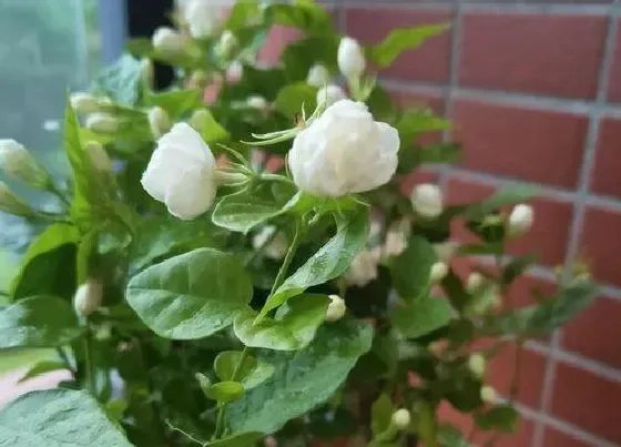 植物常识问题|茉莉夏季怎么养长势喜人