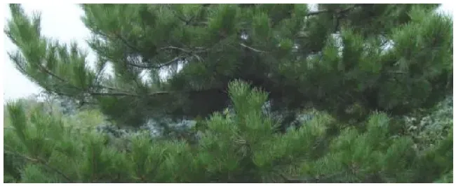 油松是什么植物类别 | 科普知识