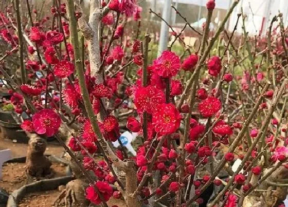 植物常识问题|三角梅品种