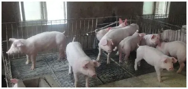 猪舍按封闭程度可分为 | 农业问题