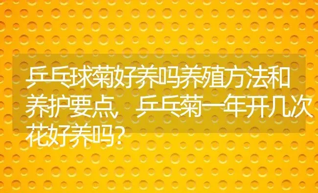 乒乓球菊好养吗养殖方法和养护要点,乒乓菊一年开几次花好养吗？ | 养殖常见问题