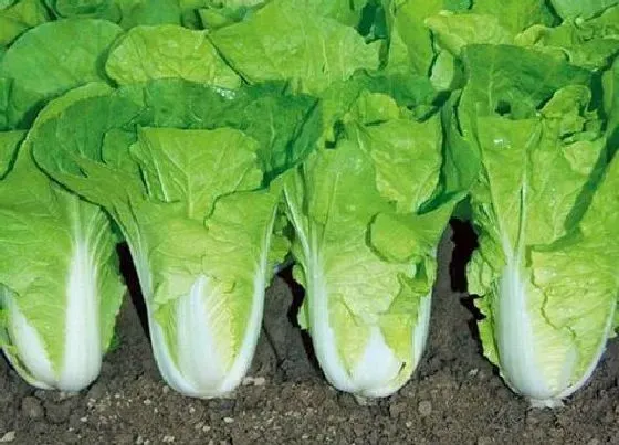 植物常识问题|四季小白菜的种植方法