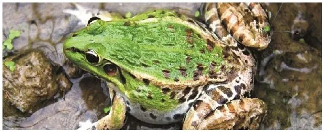 养殖青蛙怎样?好养吗 | 三农答疑