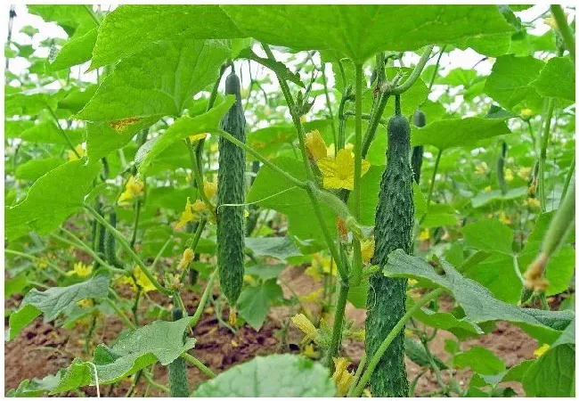 康德黄瓜种植注意事项 | 生活常识