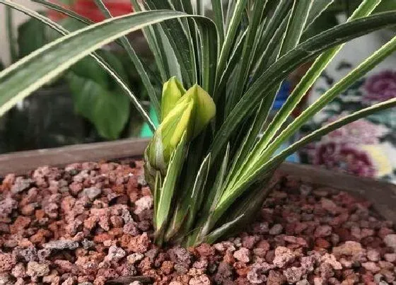 植物常识问题|兰花烂根挽救回来后如何养护