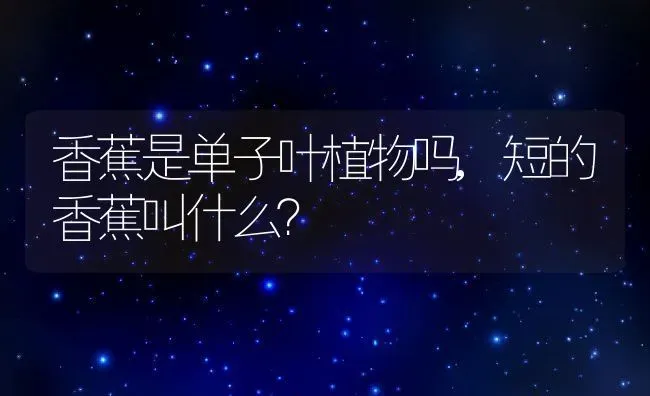 四季青的样子和特点描写,描写鹤望兰的唯美句子？ | 养殖常见问题