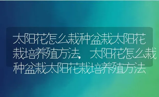 太阳花怎么栽种盆栽太阳花栽培养殖方法,太阳花怎么栽种盆栽太阳花栽培养殖方法 | 养殖常见问题