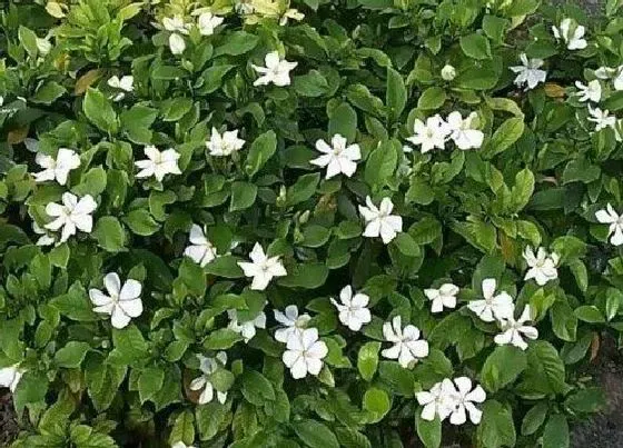 植物常识问题|栀子花品种