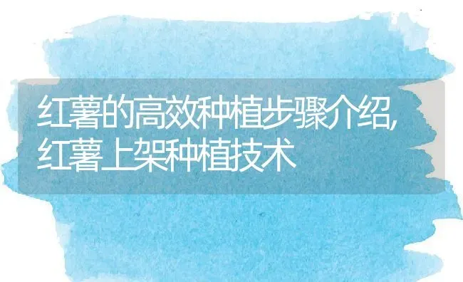 红薯的高效种植步骤介绍,红薯上架种植技术 | 养殖常见问题