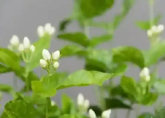 植物常识问题|冬季茉莉花叶片掉光是哪些原因引起的