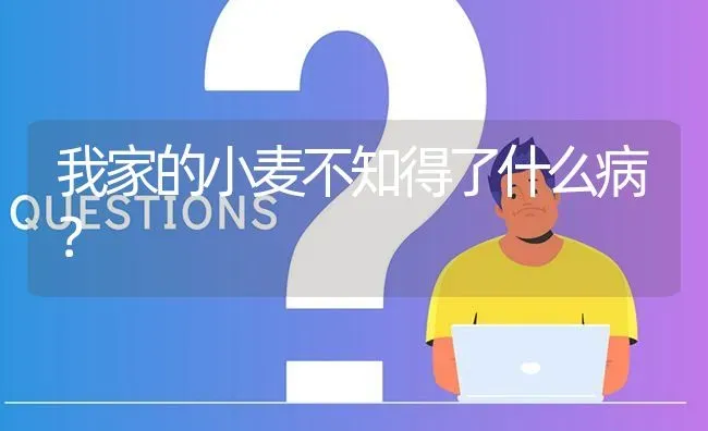 我家的小麦不知得了什么病? | 养殖问题解答