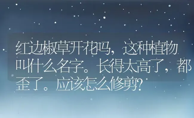 红边椒草开花吗,这种植物叫什么名字。长得太高了，都歪了。应该怎么修剪？ | 养殖常见问题