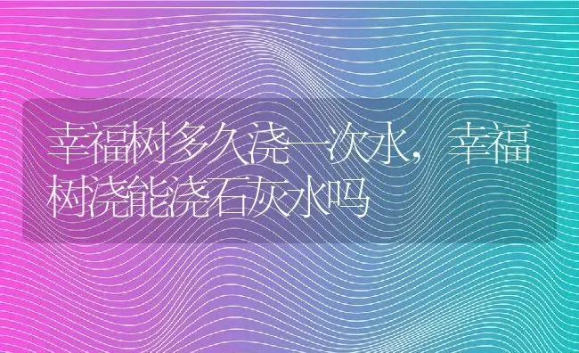 幸福树多久浇一次水,幸福树浇能浇石灰水吗 | 养殖常见问题