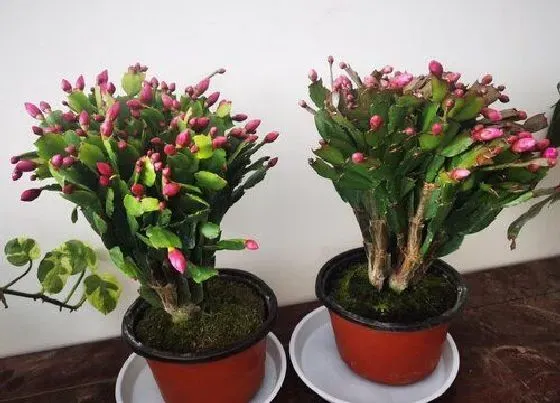 植物常识问题|嫁接的蟹爪兰长出气根需要怎么解决