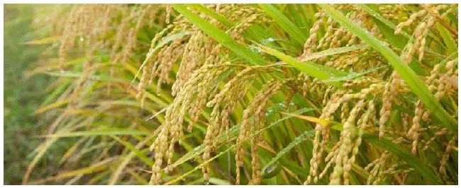 拿敌稳5克配多少水 | 生活常识
