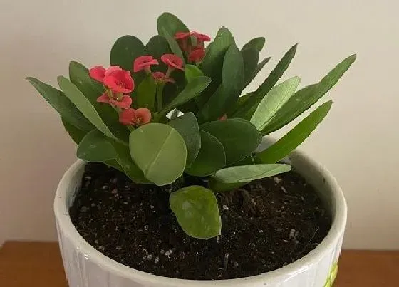 植物常识问题|虎刺梅如何自制营养水一年四季花开不停
