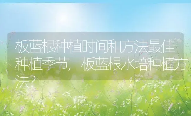 板蓝根种植时间和方法最佳种植季节,板蓝根水培种植方法？ | 养殖常见问题