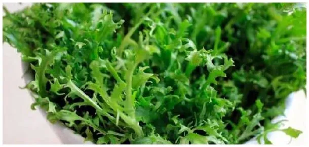 苦菊的种植方法和时间 | 三农答疑