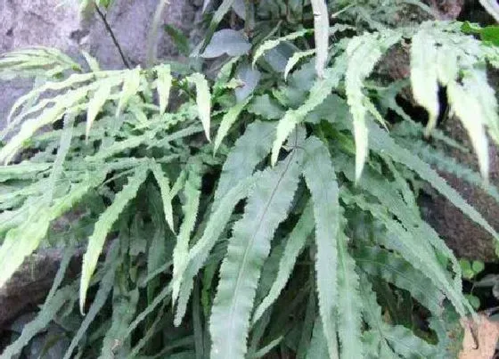 植物常识问题|多肉植物金鸡尾叶片发红的原因与解决方法