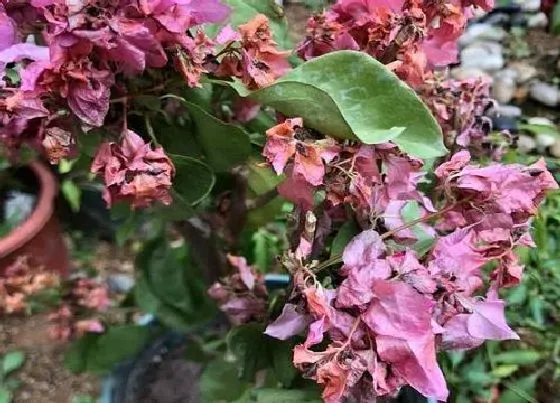 植物常识问题|三角梅如何促花  具体促花方法