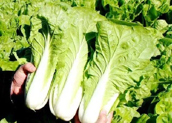植物常识问题|四季小白菜的种植方法