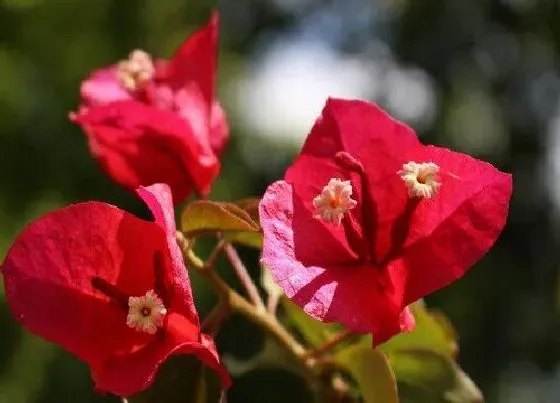 植物常识问题|春天怎么养三角梅快速开花